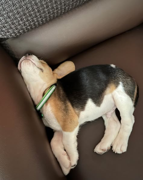 Cute Beagle Wallpaper, Beagle Puppy Aesthetic, Beagle Aesthetics, Beagle Puppies, Cute Beagles, Fluffy Puppies, Pretty Dogs, Beagle Puppy, Beagle Dog