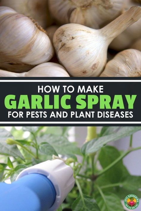 Garlic spray is one of the cheapest and most eco-friendly way to treat pests and plant diseases. Learn how to make your own garlic spray at home. #pests #gardening #epicgardening Slugs In Garden, Organic Pesticide, Garden Pest Control, Plant Diseases, Insect Control, Garden Guide, Organic Gardening Tips, Garden Pests, Garden Care