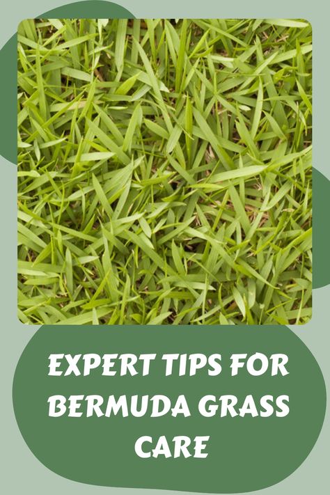 Close-up view of Bermuda grass with overlaid text: "Expert Tips for Bermuda Grass Care". Zebra Grass Care, Bermuda Grass Lawn, Bermuda Grass Care Tips, Bermuda Grass Seed, Diy Grass Fertilizer Green Lawn, How To Dig Up Grass For Flower Bed, Bermuda Sod, Grass Fertilizer, Bermuda Grass