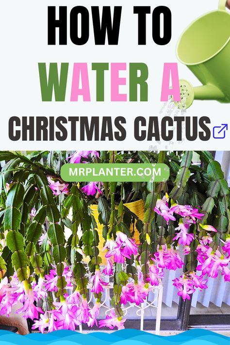 How to Water a Christmas Cactus: Complete Guide Succulents Care, Christmas Cactus Care, Cactus Water, Cactus Care, Propagating Succulents, Types Of Succulents, Succulent Care, Christmas Cactus, Tropical Plants