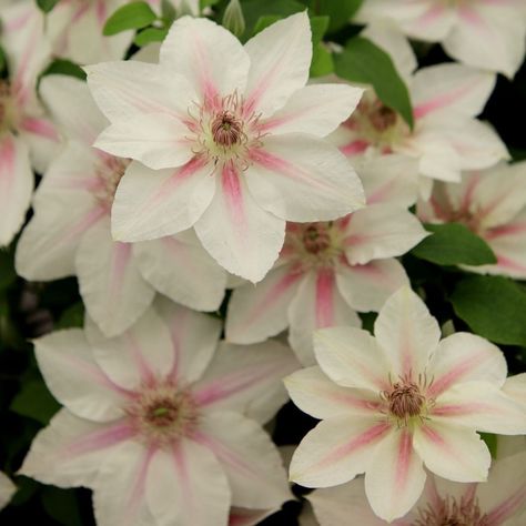 Buy clematis (group 3) Clematis 'Corine ('Evipo063') (PBR)': Delivery by Waitrose Garden Tattoo Birth Flowers, Window Trellis, Clematis Wilt, Fast Growing Flowers, Climbing Clematis, White Clematis, Buy Me Flowers, Prayer Garden, Balcony Window