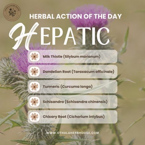 Hepatic herbs are vital for maintaining a healthy liver, the organ responsible for detoxification, metabolism, and numerous other crucial bodily functions. These herbs work by: 🌿 Supporting Detoxification: Enhancing the liver's ability to filter and eliminate toxins from the body. 🌿 Promoting Regeneration: Encouraging the repair and regeneration of liver cells. 🌿 Stimulating Bile Production: Increasing bile flow to aid digestion and the breakdown of fats. Popular Hepatic Herbs Here are some ... Yellow Dock, Healthy Liver Diet, Eliminate Toxins, Medicinal Herbs Garden, Herbs Garden, Liver Diet, Liver Detoxification, Healing Plants, Healthy Liver