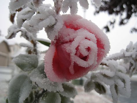 متحف فني, Frozen Rose, Winter Rose, Airbrush Art, Snow Angels, Winter Beauty, Pretty Plants, Winter Wonder, Winter Aesthetic