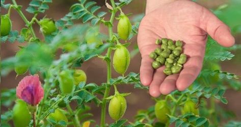 How to Grow Chickpeas - Garbanzo Beans Grow Chickpeas, Chickpea Pasta Recipes, Planting In The Fall, Pea Baby Food, Chickpea Plant, Recipes Chickpeas, Recipe Chickpeas, Chicken Peas, Chickpea Recipe