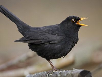 Common Blackbird, Colly Birds, Uk Wildlife, Blackbird Singing, Sparrowhawk, Happy Yellow, Garden Birds, Snowy Trees, British Wildlife