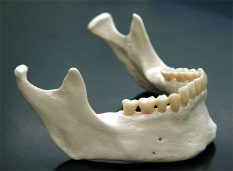 Mandible Bone, Skull Studies, Kodie Shane, Skull Masks, Herbert West, Human Anatomy For Artists, Skull Anatomy, Anatomy Bones, Skull Reference