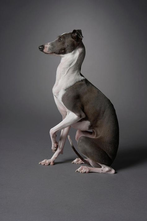 Italian Greyhound Photography, Greyhound Sitting, Greyhound Photography, Grey Hound, Greyhound Dog, Italian Greyhound Art, Italian Greyhound Dog, Hounds Of Love, Armadura Cosplay