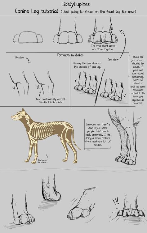 .:Canine Leg Tutorial:. by LikelyLupine.deviantart.com on @deviantART Leg Tutorial, Canine Anatomy, Wolf Sketch, Canine Drawing, Drawing Legs, Dog Anatomy, Dog Leg, My Arts, Dog Sketch