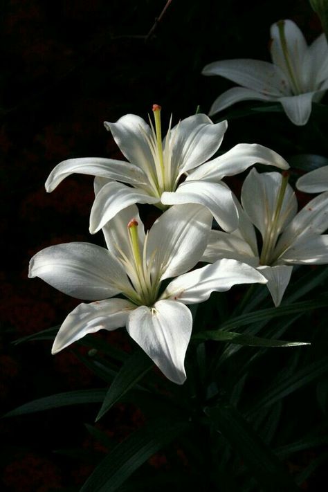 Lillies Flowers Aesthetic, Botanical Anatomy, White Lily Flower, White Lilly, Nothing But Flowers, Flower Therapy, Floral Photography, White Lilies, Arte Floral