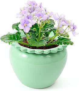 Plant Self Watering, African Violet Pots, Self Watering Plants, Watering Pot, Orchid Planters, Self Watering Pots, Violet Flowers, Pot Ceramic, Ceramic Flower Pots