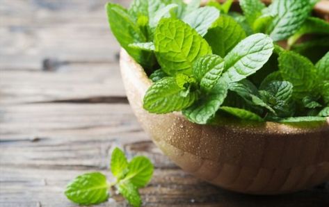 mint spiritual meaning Mint Simple Syrup, Natural Headache Remedies, Hair Nutrition, Boost Memory, Home Remedies For Acne, Rose Flower Wallpaper, Peppermint Leaves, Digestion Problems, Mint Leaves