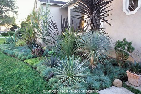 Southern California. front yard garden border with succulents and blue fescue grass Fescue Grass, Garden Library, Blue Fescue, Succulent Landscape Design, Florida Landscaping, Drought Tolerant Garden, Backyard Garden Layout, Drought Tolerant Landscape, Succulent Landscaping