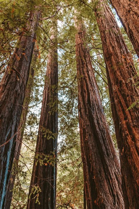 Glen Oaks Big Sur, Big Sur Redwoods, Cedar Aesthetic, Big Sur Aesthetic, Big Sur Cabin, Autumn Perfume, Big Sur Trip, Forest Trip, Big Sur Coastline