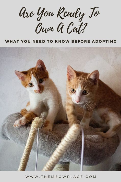 Adopting a cat isn't just getting yourself a pet. It's investing in a new family member that you are obligated to love and care for, just as you would another human. Find out if you're ready for the responsibility and what the cost of cat care may be at The Meow Place blog. cat care tips | cat blog | adopting cats | new kitten | cost of owning a cat | how much do cats cost | cat care expenses Care For Kittens, Owning A Cat For The First Time, Taking Care Of Kittens, Kitten Checklist, Adopting A Cat, Cat Having Kittens, Adopting A Kitten, Cat Breeds Hypoallergenic, First Time Cat Owner