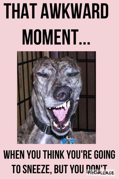 That Awkward Moment When Dogs Humor, That Awkward Moment, Wallpaper Retro, Dog Quotes Funny, Dogs Funny, Funny Tumblr Posts, That Moment When, Wallpaper Vintage, Funny Happy