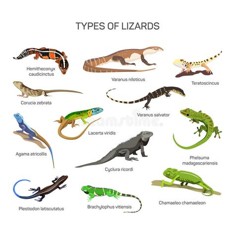 Lizards vector set in flat style design. Different kind of lizard reptile specie , #ad, #style, #design, #kind, #flat, #Lizards #ad Types Of Lizards, Lizard Types, Rustic Tablecloths, Icon Collection, Reptiles And Amphibians, Lizards, Soft And Gentle, Fleece Throw, Fleece Throw Blanket