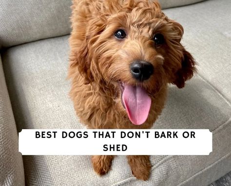 6 Best Dogs That Don’t Bark or Shed! (2022) - We Love Doodles Dogs That Dont Shed, Hypoallergenic Dogs, Love Doodles, Dog List, What Dogs, Hound Dog, Small Dogs, Best Dogs, Shed