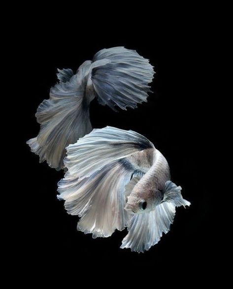 visarute angkatavanich Siamese Fish, Koi Betta, Cr7 Wallpapers, Pretty Fish, Betta Fish Care, Beta Fish, Fish Care, Fish Wallpaper, Exotic Fish