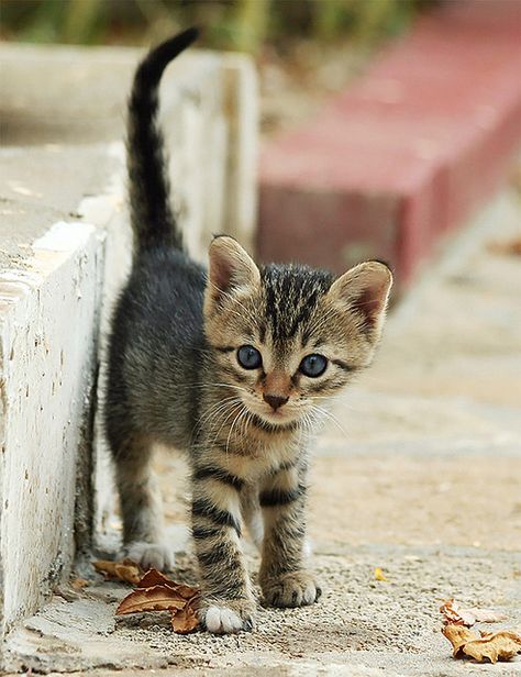 1st Steps in Big New World (Feral / Stray kitten) Flickr ~ don't you just want to take them all home? Feral Cats, Cat Facts, Cute Kittens, Pretty Cats, Tabby Cat, Beautiful Cats, 귀여운 동물, Baby Cats, Crazy Cats