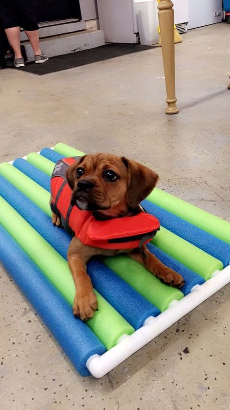 Here are eight life hacks for dogs using pool noodles. Gabe The Dog, Hacks Lifehacks, Dog Pool, Pool Noodle, Pool Noodles, Animal Projects, Summer Swim, Diy Dog, Diy Life