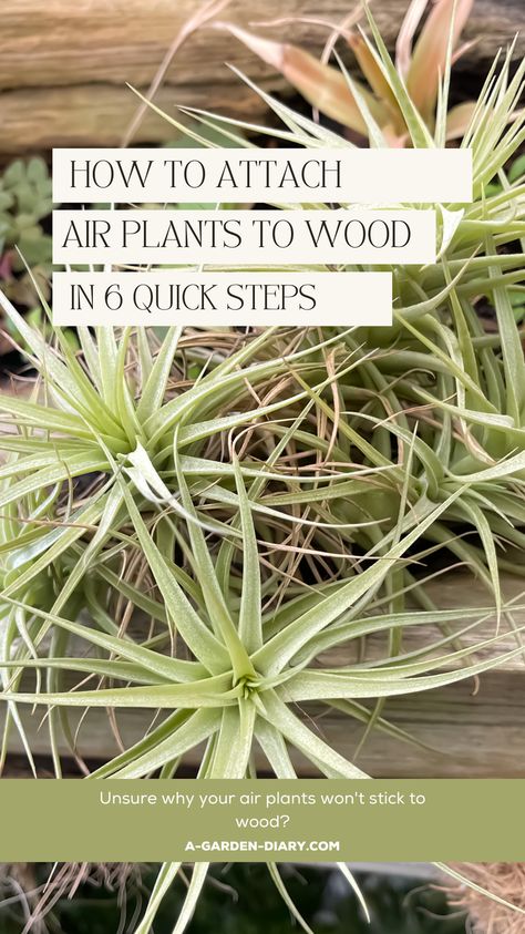 Transform your home with our easy guide on How To Attach Air Plants To Wood. In just 6 quick steps, you'll learn how to attach air plants to wooden surfaces, creating beautiful, natural displays. Perfect for DIY enthusiasts and plant lovers, these steps will help you seamlessly integrate air plants into your décor. Start your project today and bring a touch of nature indoors with ease! How To Take Care Of Air Plants, How To Care For Air Plants, Air Plants Display Ideas, Air Plants Diy Display, Air Plants Display, Air Plant Display Ideas, Tillandsia Display, Types Of Air Plants, Air Plants Diy