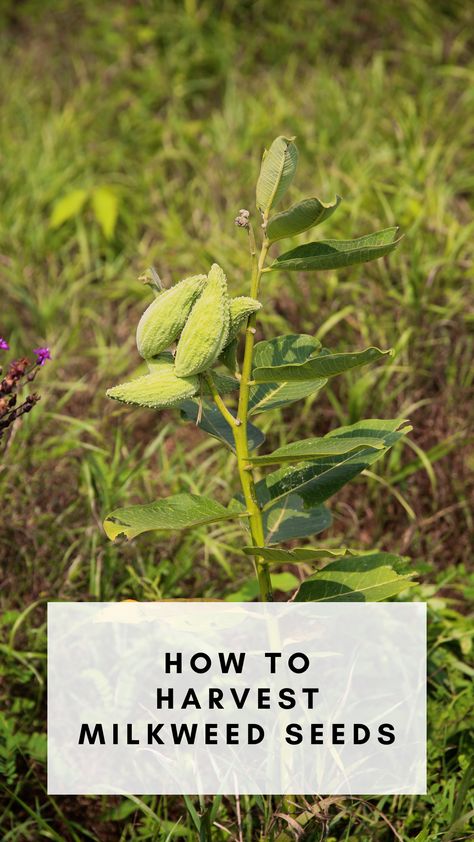 How to Harvest Milkweed Seeds - Rooted Wings Co Milkweed Pods, Milkweed Seeds, Milkweed Plant, Medical Herbs, Monarch Butterflies, Seed Germination, Seed Saving, Native Garden, Fall Plants