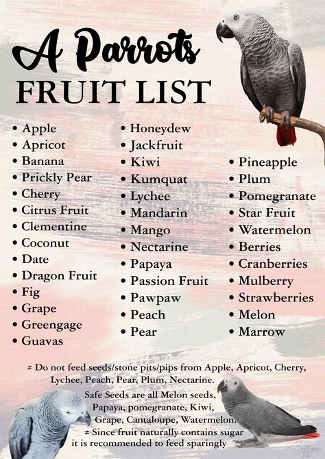 African grey parrot Food For African Grey, African Parrot Grey, Quaker Parrot Food, Parrot Food Recipes, Grey African Parrot, Parrot Cages Ideas, African Grey Parrot Cage Ideas, Grey Parrot Cage, African Gray Parrots