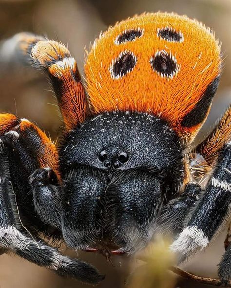 Katicapók Velvet Spider, Pet Tarantula, Colorful Bugs, Jumping Spiders, Things In Nature, Cool Bugs, Jumping Spider, Beautiful Bugs, Arthropods