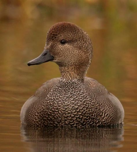 Gadwall Duck, Duck Reference, Duck Pics, Redhead Duck, Waterfowl Taxidermy, Waterfowl Art, Golden Plover, Duck Species, Duck Stamp