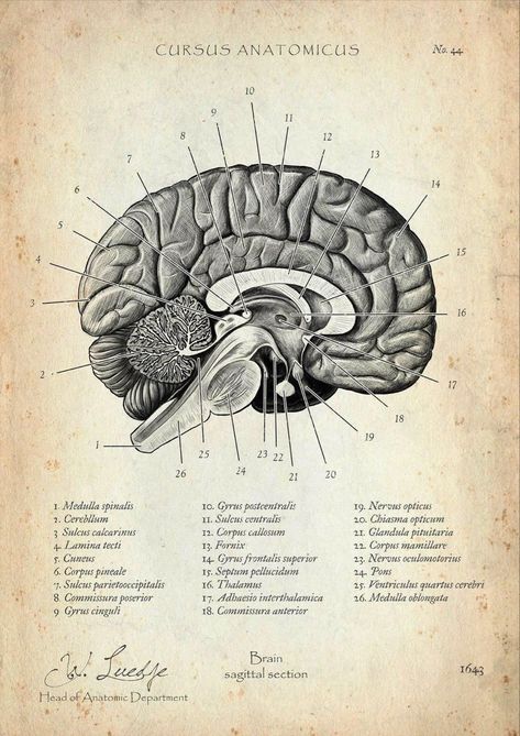 Vintage Medical Art, Brain Poster, Medical Drawings, Medical Posters, Brain Anatomy, Brain Art, Human Anatomy Art, Medical Anatomy, Vintage Medical