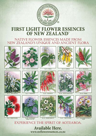 First Light® A2 Poster featuring 15 Stunning Pictures of NZ Native Plants Nz Native Flowers, Nz Native Plants, Nz Flowers, Clinic Room, Pollinator Garden Design, Cover Tattoos, Farm Dream, Maori Symbols, Tattoos To Cover Scars