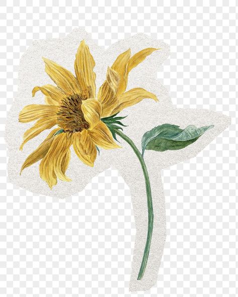 Vintage Sunflower Aesthetic, Collage Cutouts, Sunflower Vintage, Vintage Sunflower, Sticker Journal, Botanical Vintage, Journal Collage, Scrapbook Flowers, Vintage Png