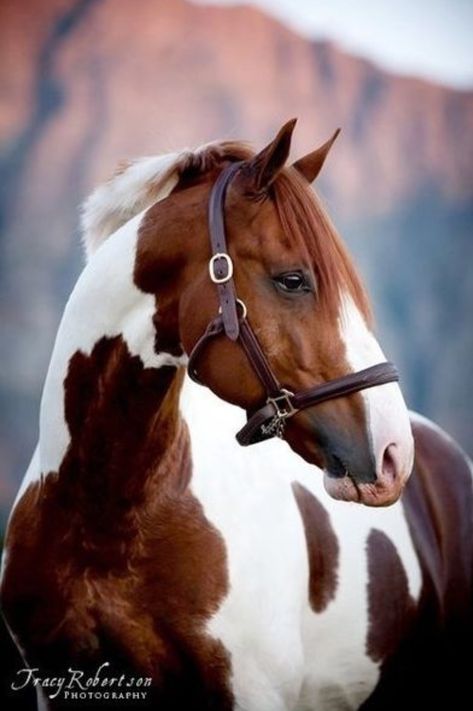 Handsome chestnut and white pinto horse. (Tracy Robertson) Brown And White Horse, White Horse, Paint, Tumblr, White