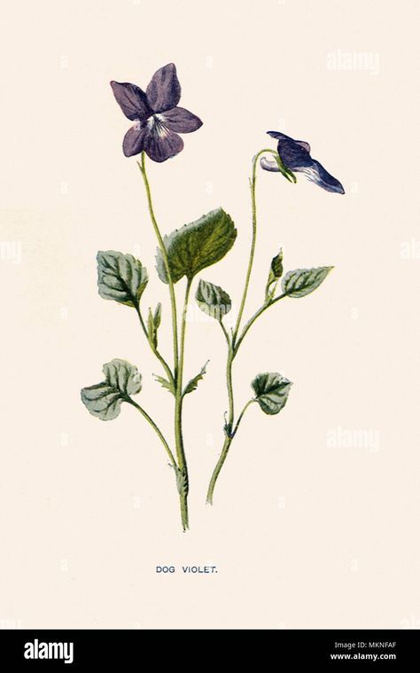 Download this stock image: Dog Violet, Viola canina - MKNFAF from Alamy's library of millions of high resolution stock photos, illustrations and vectors. Dog Violet, Violet Flower Tattoos, Botanical Tattoos, Vintage Flower Tattoo, Violet Tattoo, Flor Tattoo, Violet Vintage, Hanging Gardens, Botanical Drawing