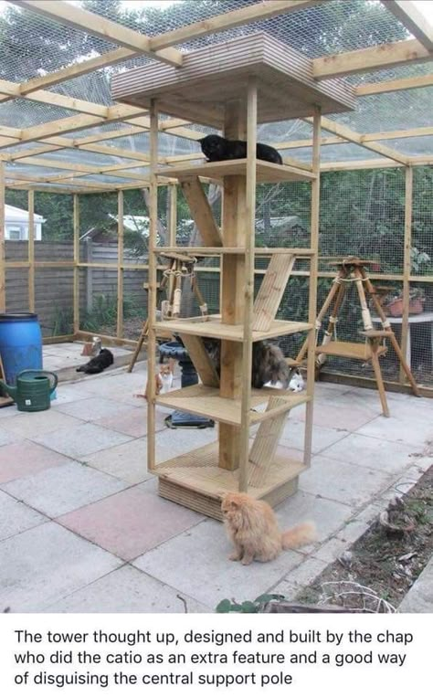 Cat Cages Indoor Diy, Cattery Ideas, Cat House Outdoor, Aesthetic Kitten, Fat Kitten, Catio Ideas, Diy Cat Enclosure, Cat Habitat, Ideas For Cats