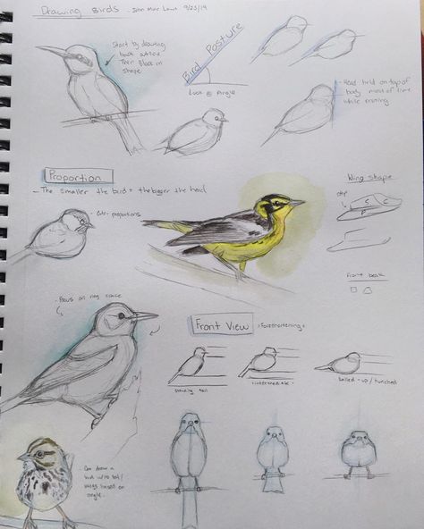 Lora Roame on Instagram: “Practicing my bird drawing  with some John Muir Laws videos. #draweveryday • • • • #sketchbook #watercolor #practice #johnmuirlaws…” John Muir Laws Drawings, John Muir Laws Nature Journaling, John Muir Laws, Botanical Sketchbook, Bird Sketch, Science Journal, Nature Sketch, John Muir, Nature Journal