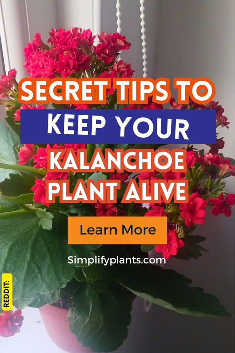 "Discover essential Kalanchoe plant care tips for thriving Kalanchoe flowers 
and succulents! Learn how to nurture your Kalanchoe Blossfeldiana with 
expert advice on Kalanchoe plant care indoors and effective propagation 
techniques. Whether you're a beginner or an experienced gardener, our guide 
covers everything from watering to sunlight needs, ensuring your florist 
Kalanchoe and Kalanchoe succulents flourish beautifully. Florist Kalanchoe, Kalanchoe Plant Care, Kalanchoe Succulents, Kalanchoe Flowers, Kalanchoe Plant, Flowers And Succulents, Plant Types, Kalanchoe Blossfeldiana, Houseplant Care