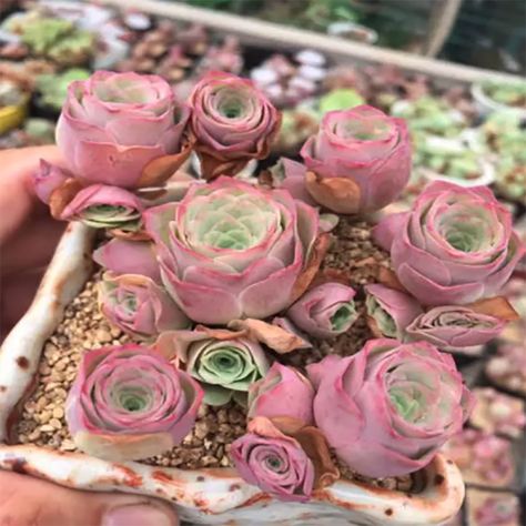 ROSE SUCCULENTS - eSucculent Vertical Garden Plants, Succulents For Sale, Mountain Rose, Succulent Landscaping, Buy Succulents, Colorful Succulents, Inside Plants, Best Indoor Plants, Succulent Care