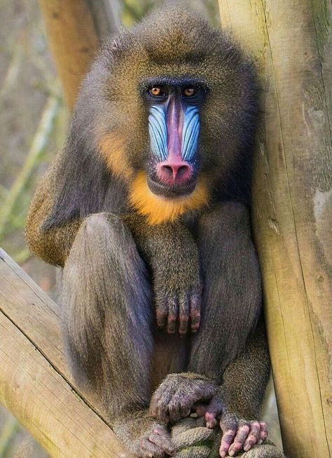 Mandrill Tattoo, Mandrill Monkey, Monkey Family, Wild Animals Photography, Mandrill, Pet Monkey, Animal Reference, Unusual Animals, Rare Animals