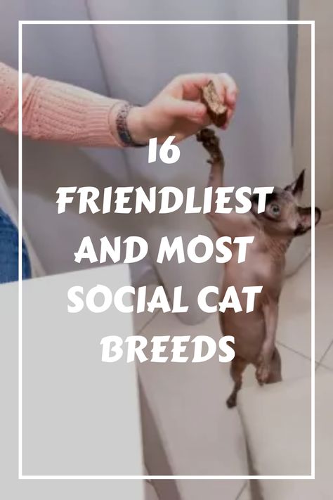 Some friendliest cat breeds include the siamese, ragdoll, Persian, Norwegian forest cat, and British shorthair. Not only are these breeds friendly and social, European Shorthair Cat, Burmilla Cat, Burmilla, Tonkinese, Birman Cat, Cat Allergies, Cornish Rex, Pet Allergies, Abyssinian Cats