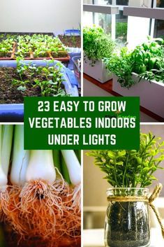 Growing Plants Indoors With Grow Lights, Indoor Gardening With Grow Lights, Indoor Grow Light Garden, Basement Vegetable Garden, Growing Carrots Indoors, Sunroom Vegetable Garden, Indoor Garden Grow Lights, Grow Light Garden, Growing Vegetables Indoors Year Round