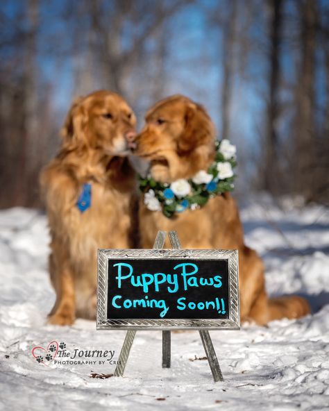 Puppies Cutest, Puppy Announcement, Arte Dachshund, Dogs Barking, Dog Pregnancy Announcement, Puppy Litter, Puppy Photography, Pregnant Dog, Dog Photoshoot