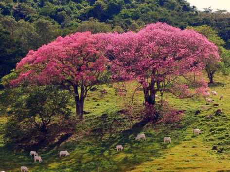 Spring Academia, Ceiba Tree, Tree Photos, Rare Seeds, Silk Tree, Tree Care, Deciduous Trees, Pink Blossom, Seed Pods