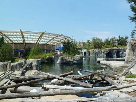 Arctic Coast - Beluga Whale Exhibit - ZooChat Mystic Aquarium, Beluga Whales, Zoo Architecture, White Whale, Beluga Whale, Aquarium Design, Beautiful Places Nature, Whales, Botanical Gardens