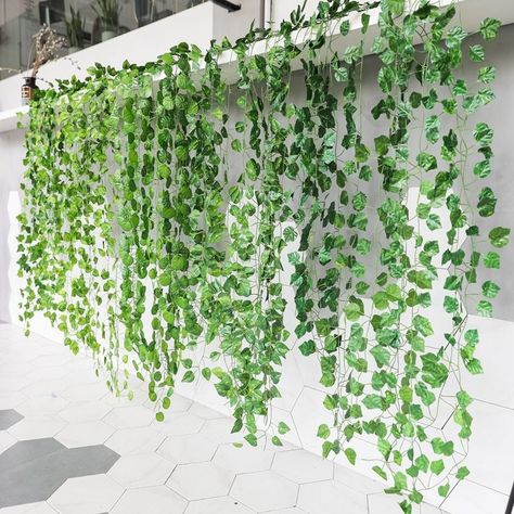 English ivy indoor