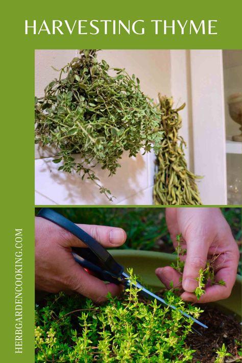 Discover thyme harvesting tips to maximize growth and flavor. Our guide covers essential techniques, timing, and preservation methods for a bountiful and delicious herb harvest. Harvest Thyme, Herb Storage, Preserving Herbs, Lemon Thyme, The Plant, Thyme, Lemon, Herbs, Canning