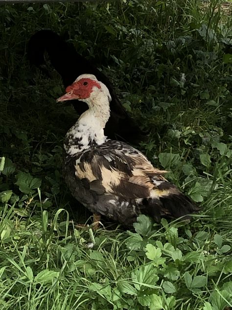 My Muscovy duck Muscovy Ducks, Muscovy Duck, Wild Duck, Duck Bird, Food Forest, Sea Birds, Ducks, Birds, Water