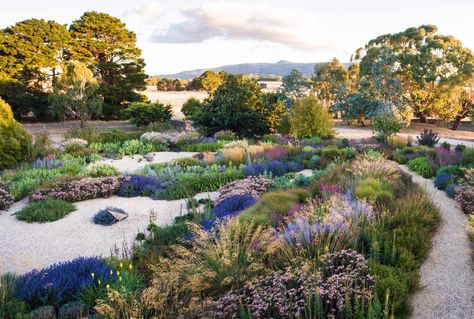 Claire Takacs, Perennial Garden Design, Gardens Australia, Melbourne Garden, Perennial Gardens, Full Sun Perennials, Modernist House, Australian Landscape, Dry Garden