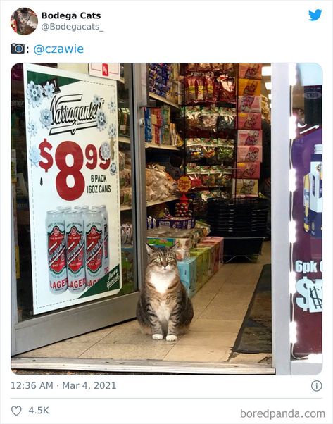 Bodega Cat, Cat Store, Feral Cats, Taking Over The World, Cat Sleeping, Cat Person, Making Shirts, Train Rides, Silly Cats