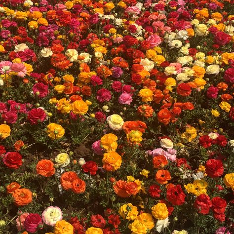 orange pink red and yellow flowers Red And Yellow Widgets, Orange Yellow And Red Aesthetic, Red White Yellow Aesthetic, Bright Floral Aesthetic, Spring Aesthetic Orange, Green Yellow Red Aesthetic, Orange Euphoria Aesthetic, Orange And Pink Pictures, Red Orange Yellow Aesthetic